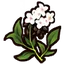 Buckwheat