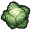 Cabbage