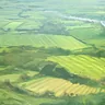 Crop Field
