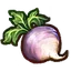 Turnip