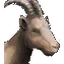 Goats (animal pen)