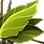 Herbs