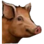 Pigs (animal pen)